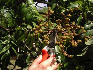 Placement of the pruning cut