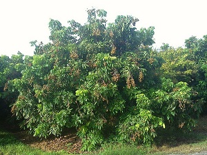 A broad, squat Longan tree at Pine Island Nursery laden with fruit.