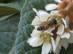 Hymenoptera on blooming Eriobotrya japonica in Jerusalem