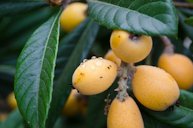 Loquats from our one loquat tree