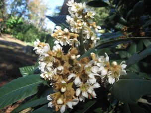 Loquat inflorescense