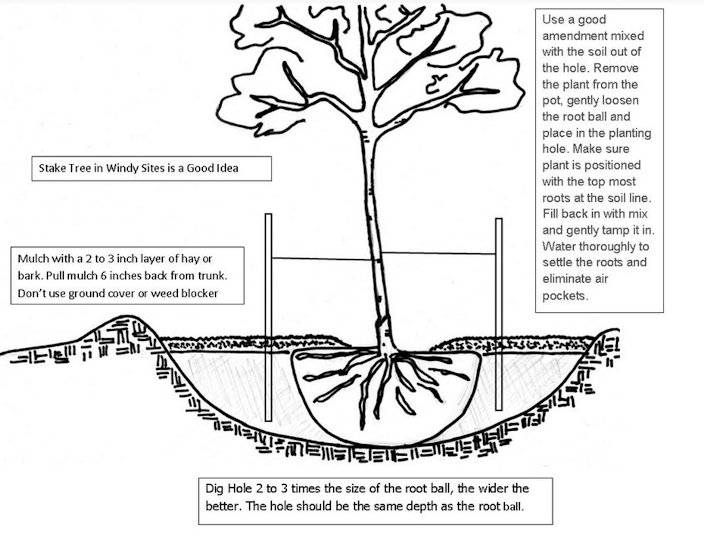 Soil Ph Chart For Fruit Trees