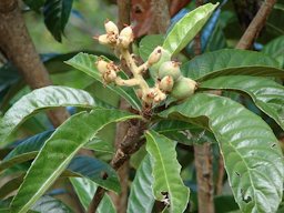 Fruit starting to form