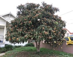 Loquat (Eriobotrya japonica) Tree with Fruit