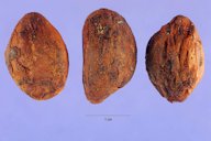 E. japonica (Thunb.) Lindl., dried loquat seeds
