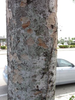 Trunk and bark, Starbucks Boynton Beach, Florida