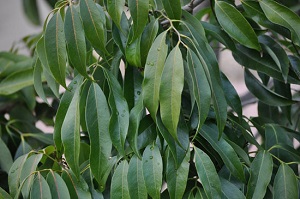 Leaves