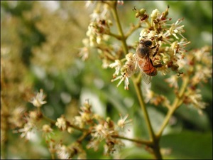 Lychee flowers are pollinated by bees and wind