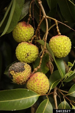 Bitter rot and anthracnose, Colletotrichum gloeosporioides (Penz.) Penz. & Sacc.