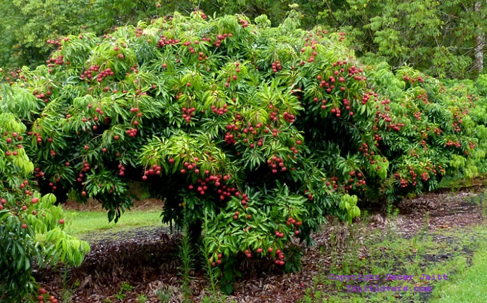 Lychee, chinensis