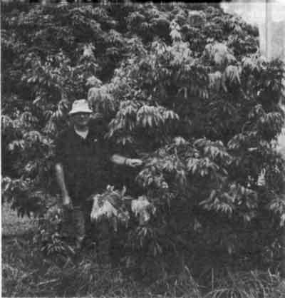 A tree one year and ten months after Top-Working Fay Zee Siu onto Tai So.