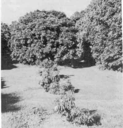 The slower growth of single trees planted back into old tree sites. These are older than the tree in Picture 1.