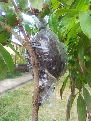 Lychee air layer on a small potted plant