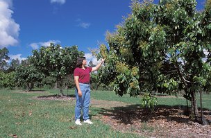 Credit: Peggy Greb, USDA Agricultural Research Service Horticulturist Tracie Matsumoto observes a flowering longan tree.