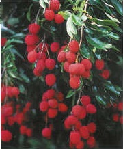 Lychees glow against dark green leaves