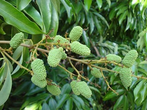 Mauritius Fruits almost one month from maturity