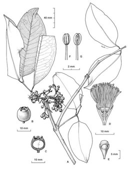 Illustration of the leaves, flowers and fruits