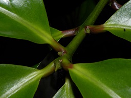 Syzygium malaccense (L.) Merr. & L.M. Perry
