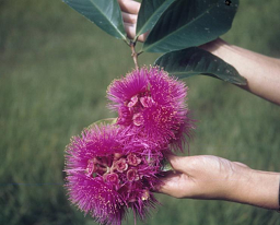 Syzygium malaccense (L.) Merr. & L.M. Perry, Soledad, California