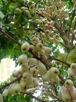 Syzygium malaccense white
