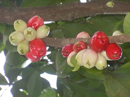 The Fruits in full season in Trinidad and tobago