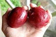 Syzygium malaccense (Myrtaceae) – Malay apple, Venezuela, Caura Lodge