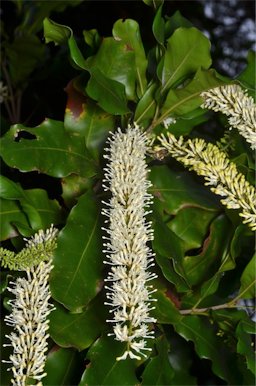 Macadamia integrifolia. Near Hervey Range Heritage Tea Rooms, c. 38 km E of Townsville, QLD