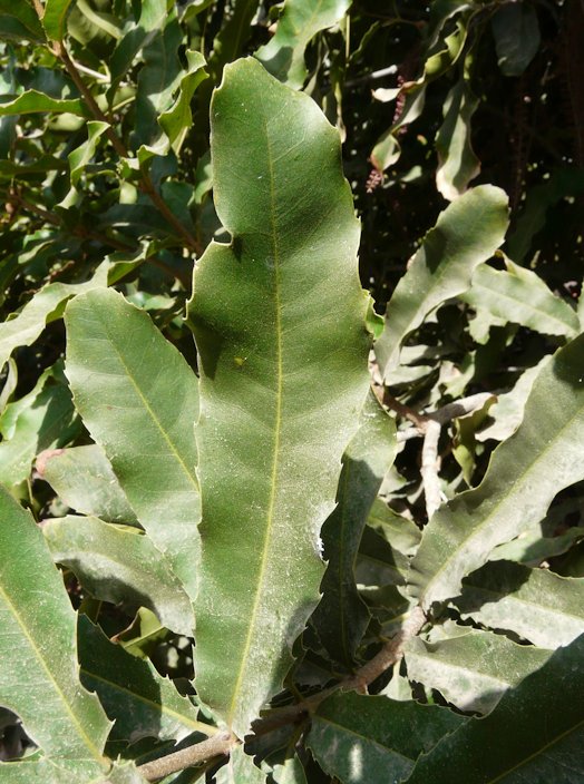 macadamia nut tree leaves