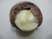 General Macadamia nut image Variety 344 (or 'Kau')