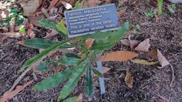 Macadamia tetraphylla 'Fenton' Macadamia Nut label. San Diego Botanic Garden