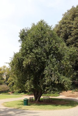 Macadamia integrifolia, San Marino, Huntington, CA