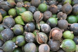 Macadamia integrifolia ‘Own Choice’