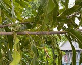 Macadamia integrifolia, stem