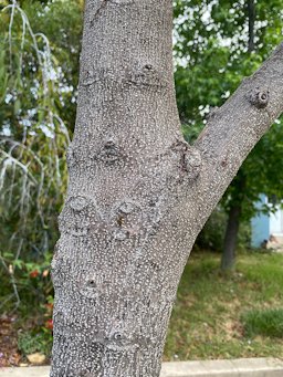 Macadamia integrifolia bark