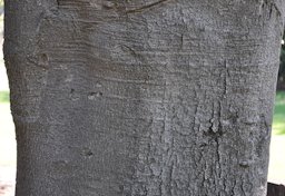 Macadamia integrifolia bark