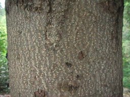 Macadamia tetraphylla - bark