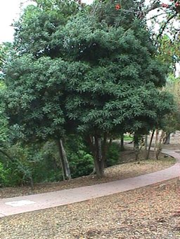 Macadamia tetraphylla - tree