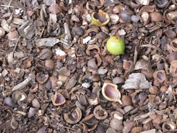 Nuts on ground, Kula Botanical Garden, Maui, Hawai'i