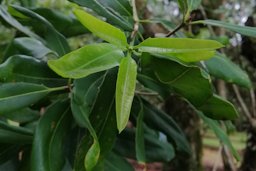 New flush on Macadamia integrifolia “Own Choice” variety
