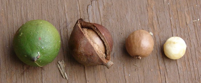 Noix de macadamia — Wikipédia