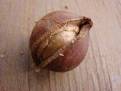Nut with shell cracked