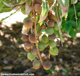 Macadamia tetraphylla - Rough Shelled Macadamia