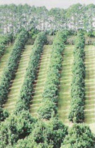 An Australian macadamia orchard in northern New South Wales bounded by tall windbreak trees