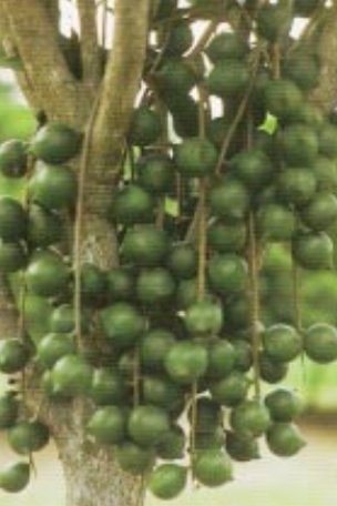 Bunches of macadamia nuts