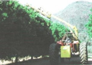 Mechanical pruning of a high density macadamia orchard