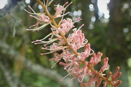 Macadamia tetraphylla in Hackfalls Arboretum, Hawkes's Bay, NZ