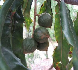 Macadamia tetraphylla (cultivated, labelled) Maranoa Gardens, Balwyn, Victoria, Australia