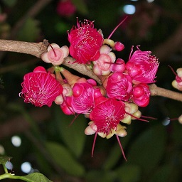 Syzygium malaccense (L.) Merr. & L.M. Perry