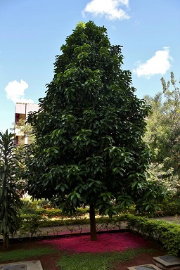 Syzygium malaccense