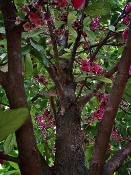 Syzygium malaccense